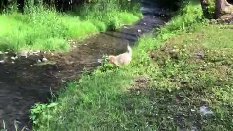 Puppies play together in water with pure joy