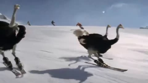The skiing ostrich