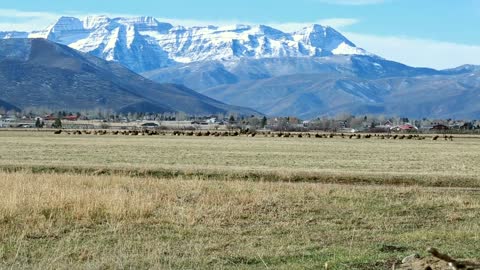 herd of elk resting in a field below mountain