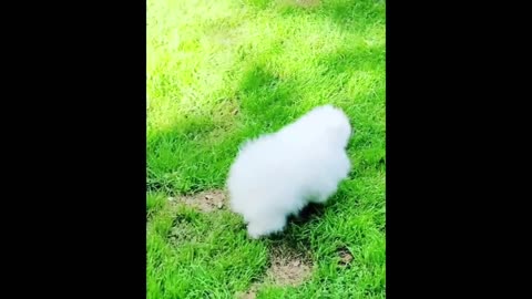 Mini Pomeranian Tiktok Compilation