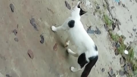 funny cats running away. Feared cats