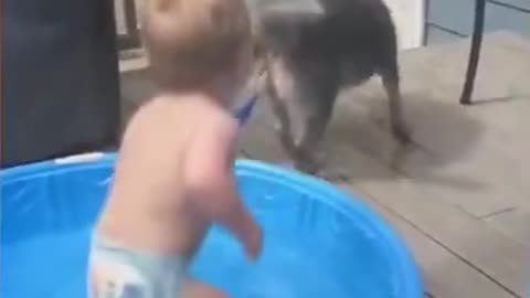 Baby fun in dog