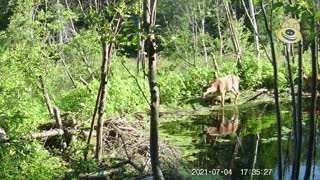 Nature Clips 26 - Two Young Bucks And A Doe
