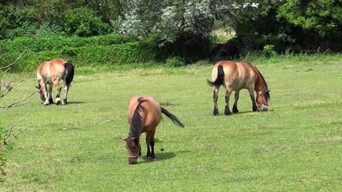 nice Horses pasture coupling graze nature meadow
