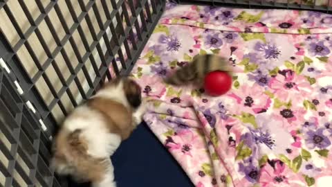 Puppy and the Weasel Ball