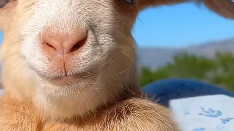 Lovely goat baby