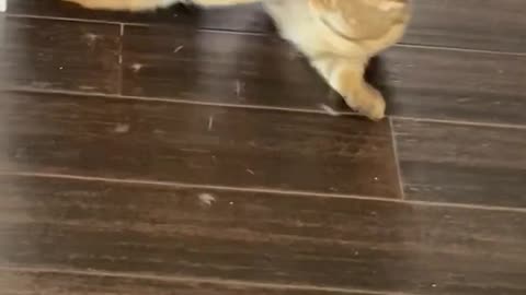 Funny Cat Pulls Off Snake Attack!