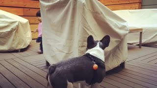 French Bull Dog and Little Girl Play Chase