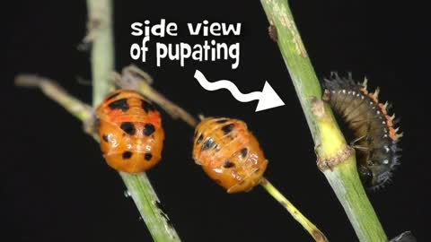Time Lapse of Ladybug - Animal Eduacation - Life Cycle 7