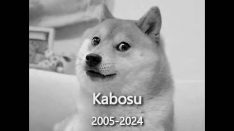 In Memory of Kabosu