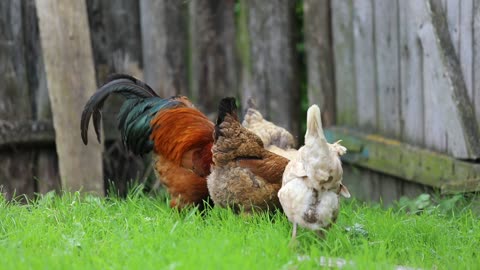 المرعى الجيد للدجاج يقوي المناعة Good pasture for chickens strengthens immunity