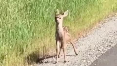 Small Deer missing his way