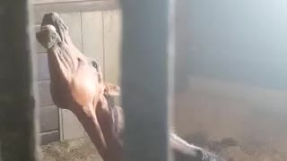 Arabian Horse being silly