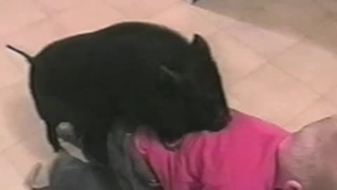 Little Boy Gives Piggy Back Ride To Actual Pig