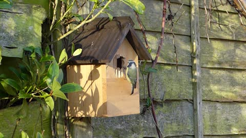 A beautiful house for goldfinch with wonderful goldfinch sounds