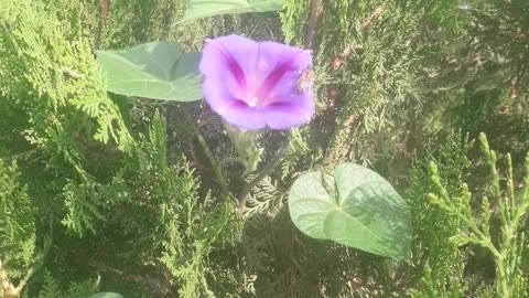 Morning glory bloomed