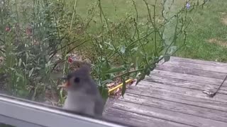 Tufted Titmouse 1