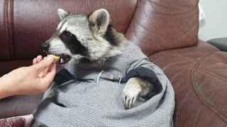 Raccoon wearing a dress munches on boiled eggs