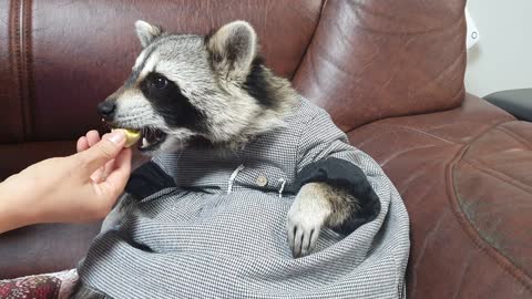 Raccoon wearing a dress munches on boiled eggs