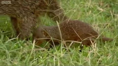 The Mongoose Mob vs Stork | Banded Brothers (The Mongoose Mob) | BBC Earth