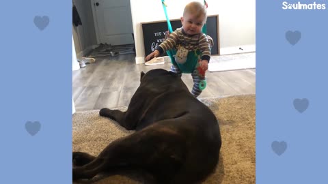 Baby Grows Up With His 125Pound Dog