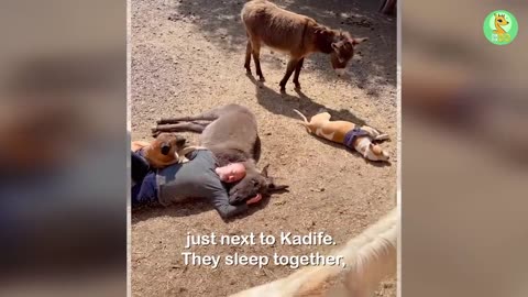 Orphaned Donkey Can’t Stop Hugging Her Rescuer