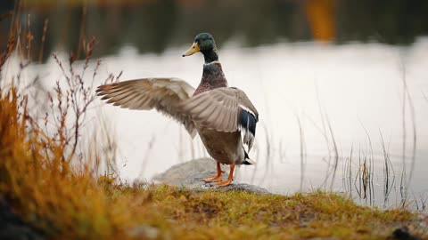 Duck On The Rock