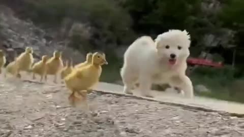 Funny Dogs and Cats video Try not to Laugh Impossible😂😂Selection one / animals 😅 #losanimals