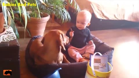 Funny Baby And Vizsla Dogs Playing Together Cute Baby!!