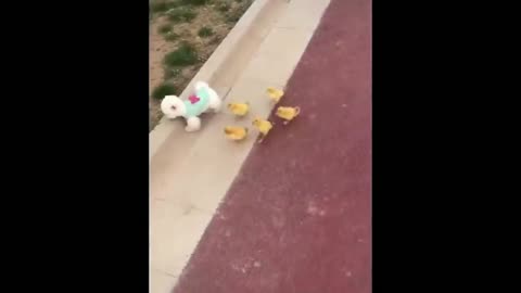 puppies and ducklings playing-Olá Pets #01