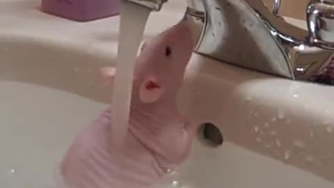 Hairless Rat Shower