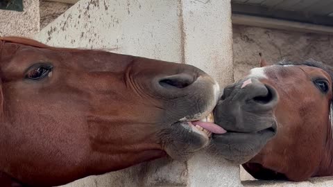 Horse Nibbles Neighbor's Tongue