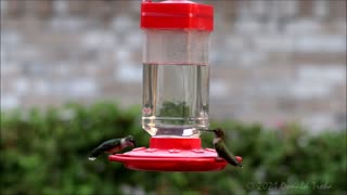 Hummingbird Cam 9/15/21