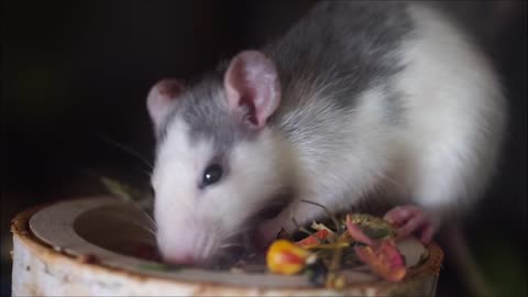 Little rat funny/ eating/ playing