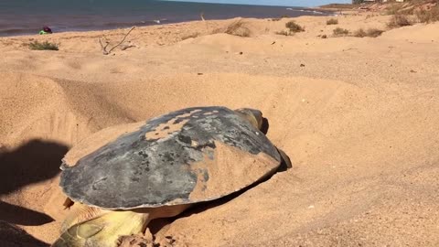 7 different species of sea turtles