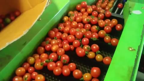 cherry tomato makes