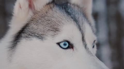 A dog with sharp eyes.
