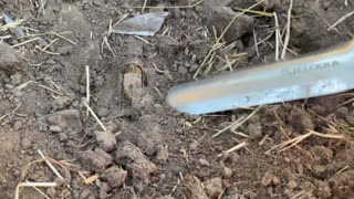 Metal Detecting Country New South Wales Coins & Relics