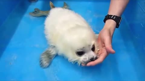 Rescued baby seal’s first swimming lesson