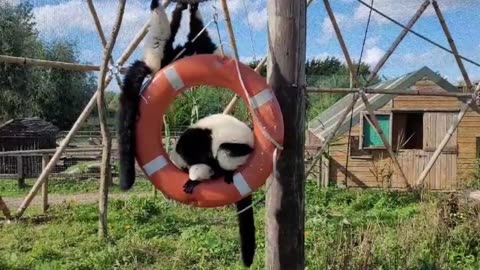 Lemurs and lions enjoy Wightlink's life rings at the Wildheart Animal Sanctuary