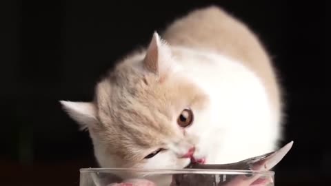 It's pleasant to watch kittens eat