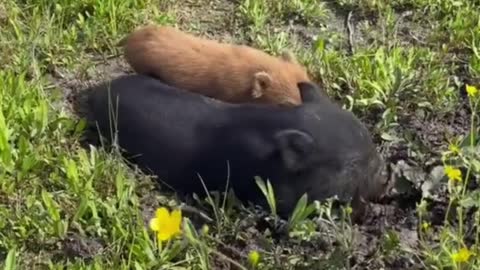 Don't you think this little brown pig is cute?