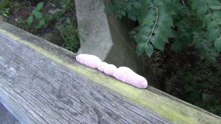 Strange, Pink "Fungus"- August 16, 2017