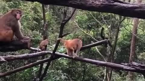 gibbons tried entering a macaque territory