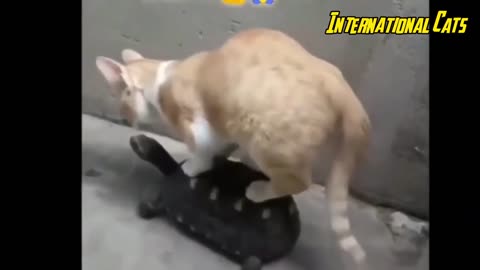 Funny Cat 😺 don't try to Lough...