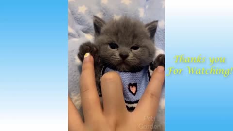 Cute Petss and Funny Animals