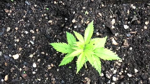 Cannabis Garden 2024: Survived the Rainstorm