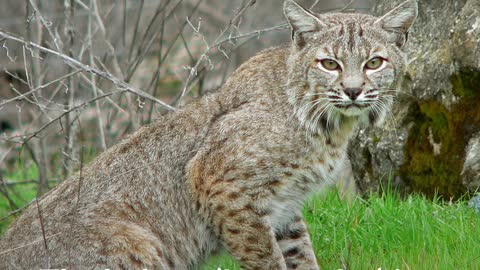 Genus Lynx || The 4 lynx species! || Characteristics!