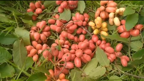 wild fruit in the philippines