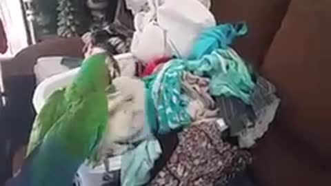 Macaw helps with laundry